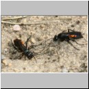 Anoplius viaticus - Wegwespe 37a Streit am Nest.jpg